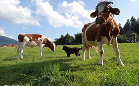 ZALASEK Gospodarstwo Agroturystyczne z Alpakami
